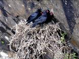 These young ravens are almost ready to leave the nest - Steve Waterhouse